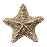 knotted starfish 21 cm