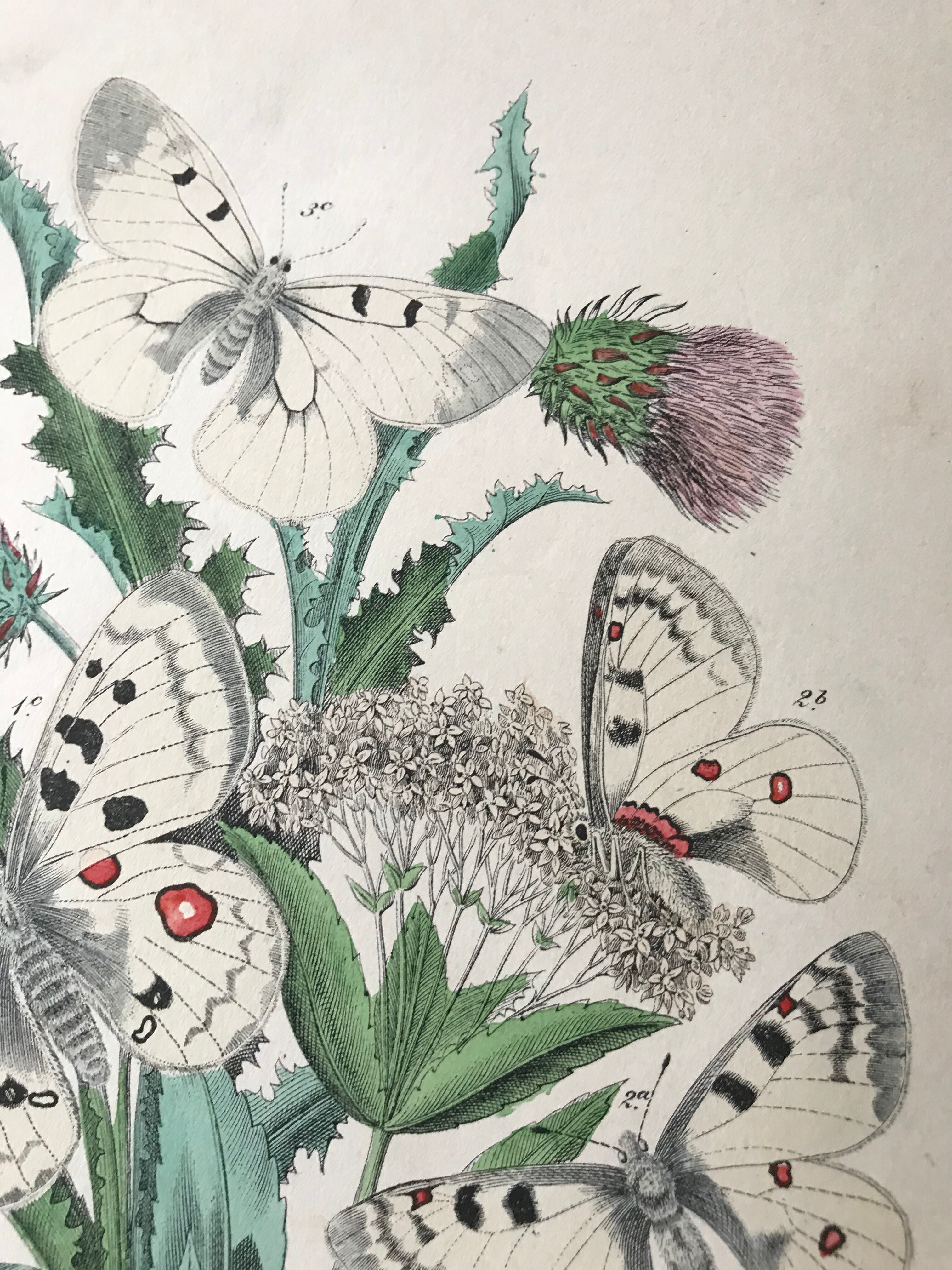 Botanical posters and butterflies 1876