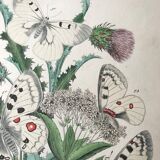 Botanical posters and butterflies 1876