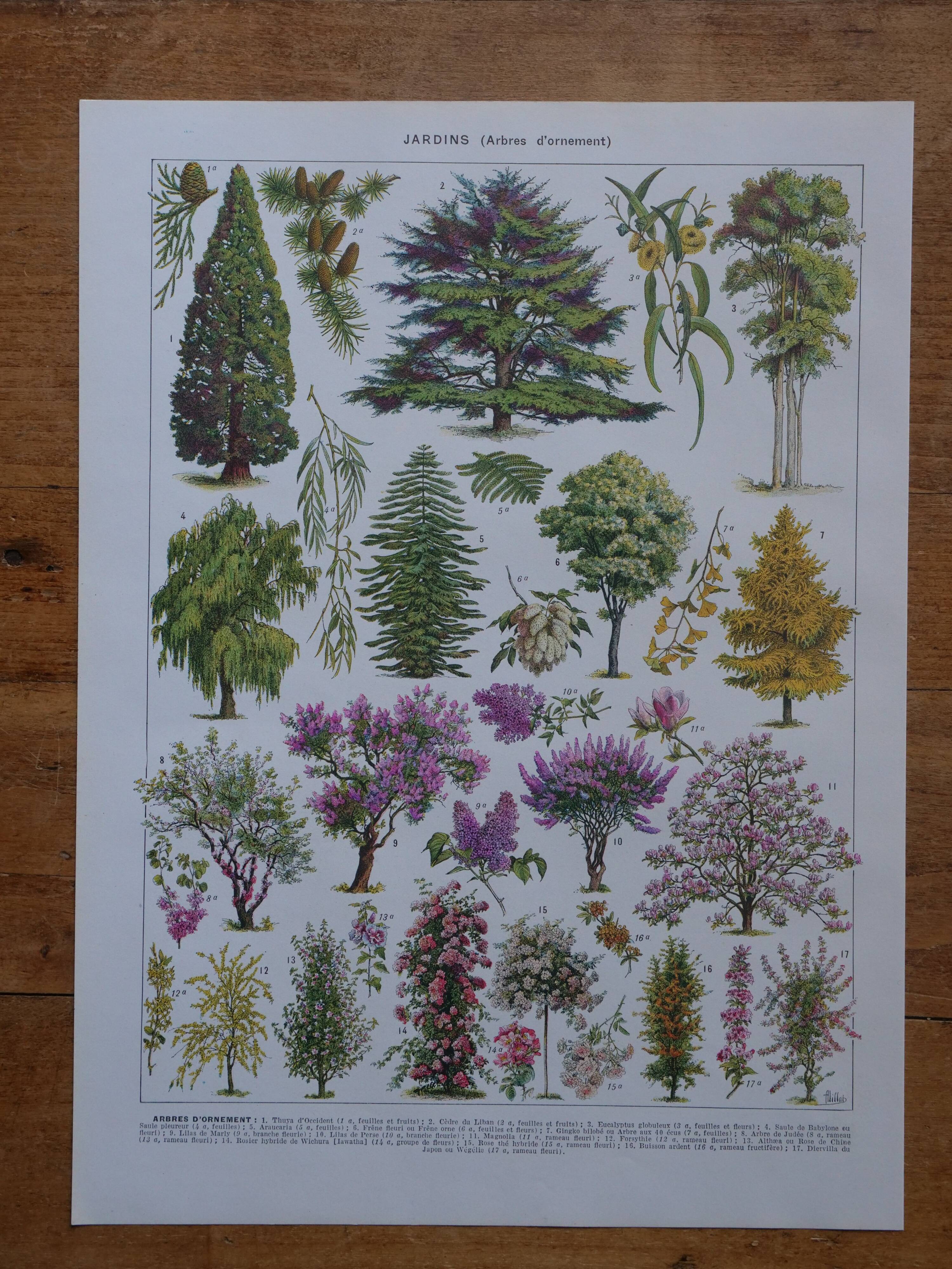 Original lithographs on gardens and ornamental trees