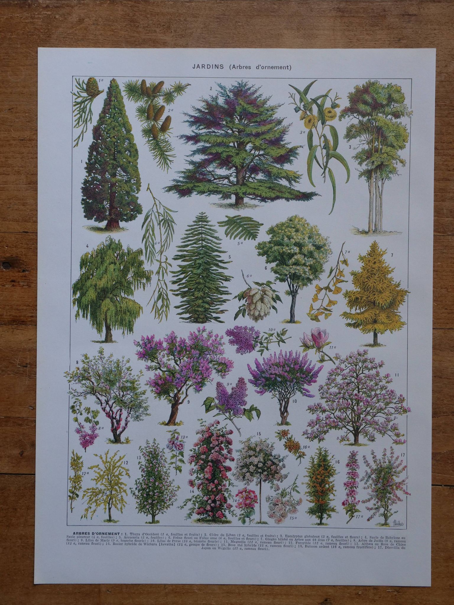 Original lithographs on gardens and ornamental trees