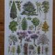 Original lithographs on gardens and ornamental trees