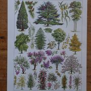 Original lithographs on gardens and ornamental trees
