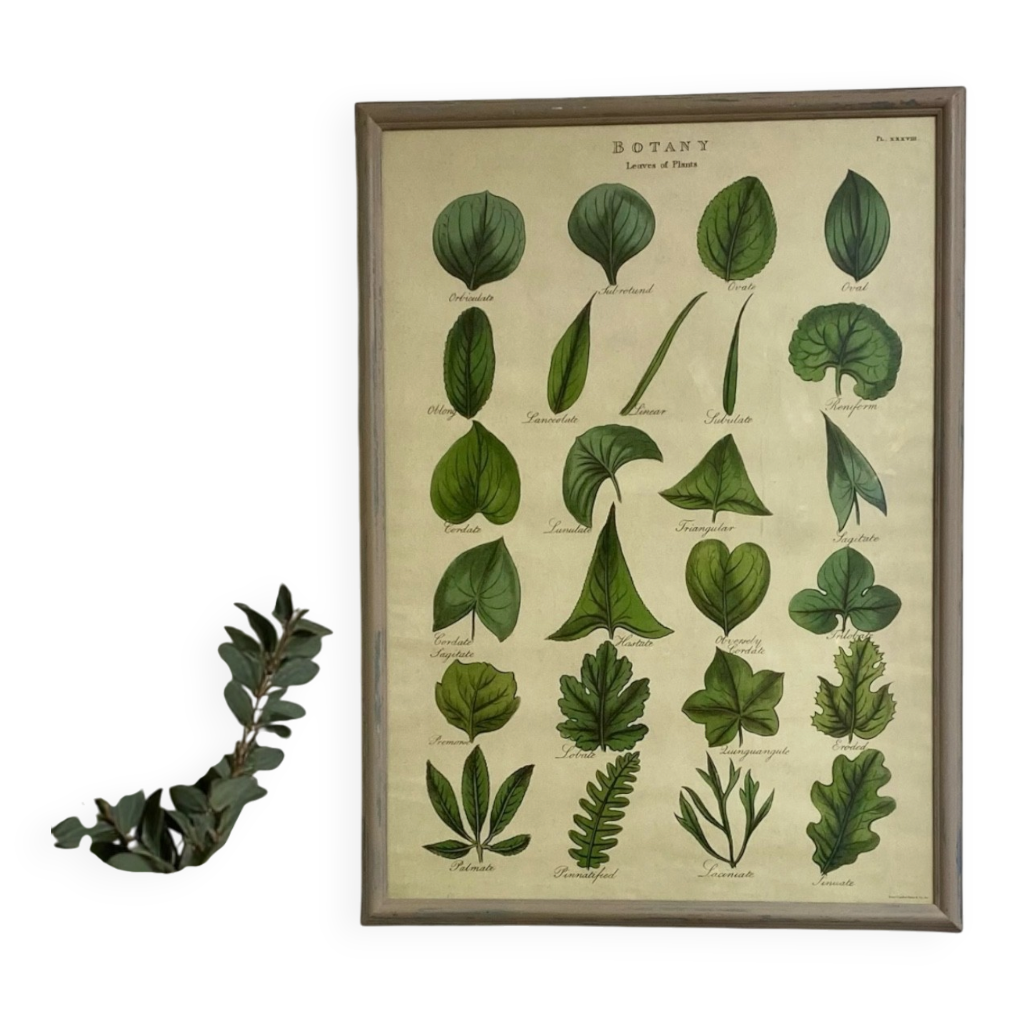 Large shabby chic botanical frame – Vintage poster leaves