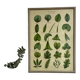 Large shabby chic botanical frame – Vintage poster leaves