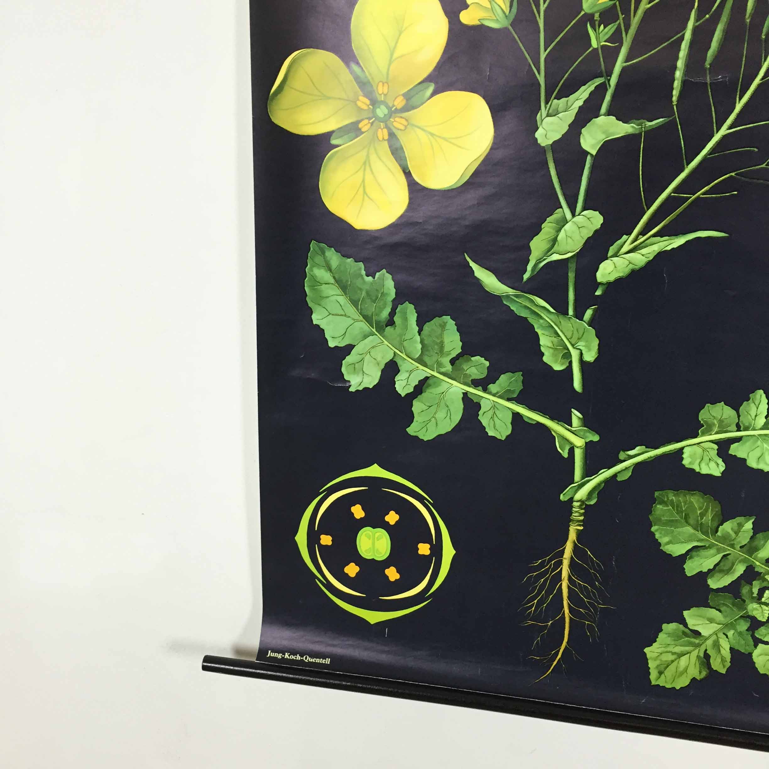 Vintage educational pull-down chart Jung Koch Quentell school map illustration