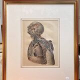 Old Print Engraving Lithograph Anatomy XIX Framed BOURGERY Lemercier