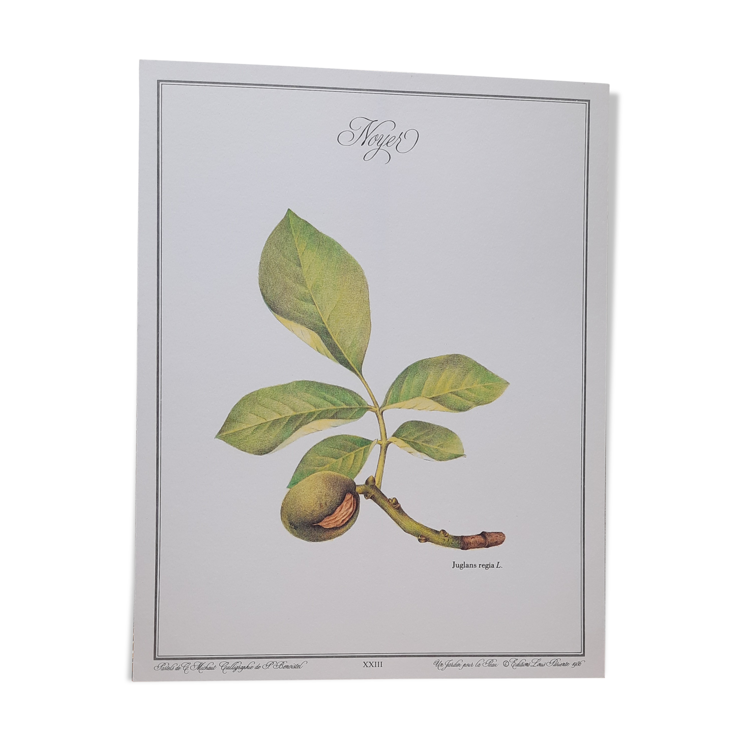 Botanical plank Walnut