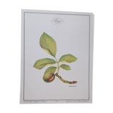 Botanical plank Walnut