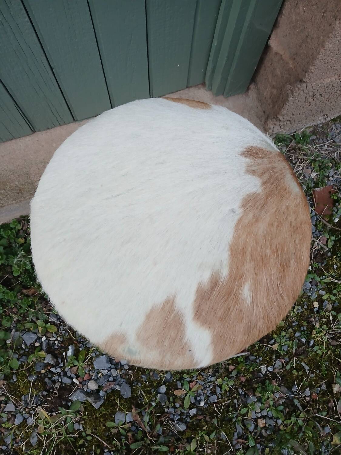Tabouret tripode ancien en bois et peau de vache