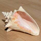 Conch Seashell - Lobatus gigas - 21 cm