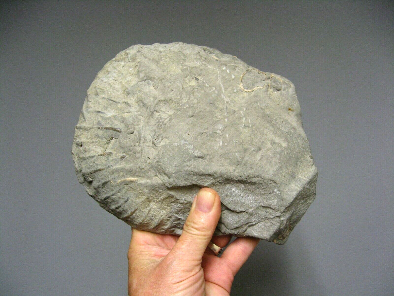 Minerals collection - polished fossil ammonite - 2,215 kg
