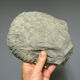 Minerals collection - polished fossil ammonite - 2,215 kg