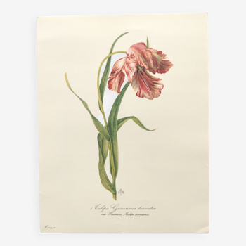 Vintage botanical print from 1978 - Dracontia Parrot Tulip - Plant engraving