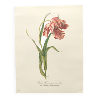 Vintage botanical print from 1978 - Dracontia Parrot Tulip - Plant engraving