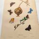 Gravure ancienne de 1839 -Papillons Polymmate - par Dumesnil - colorée main