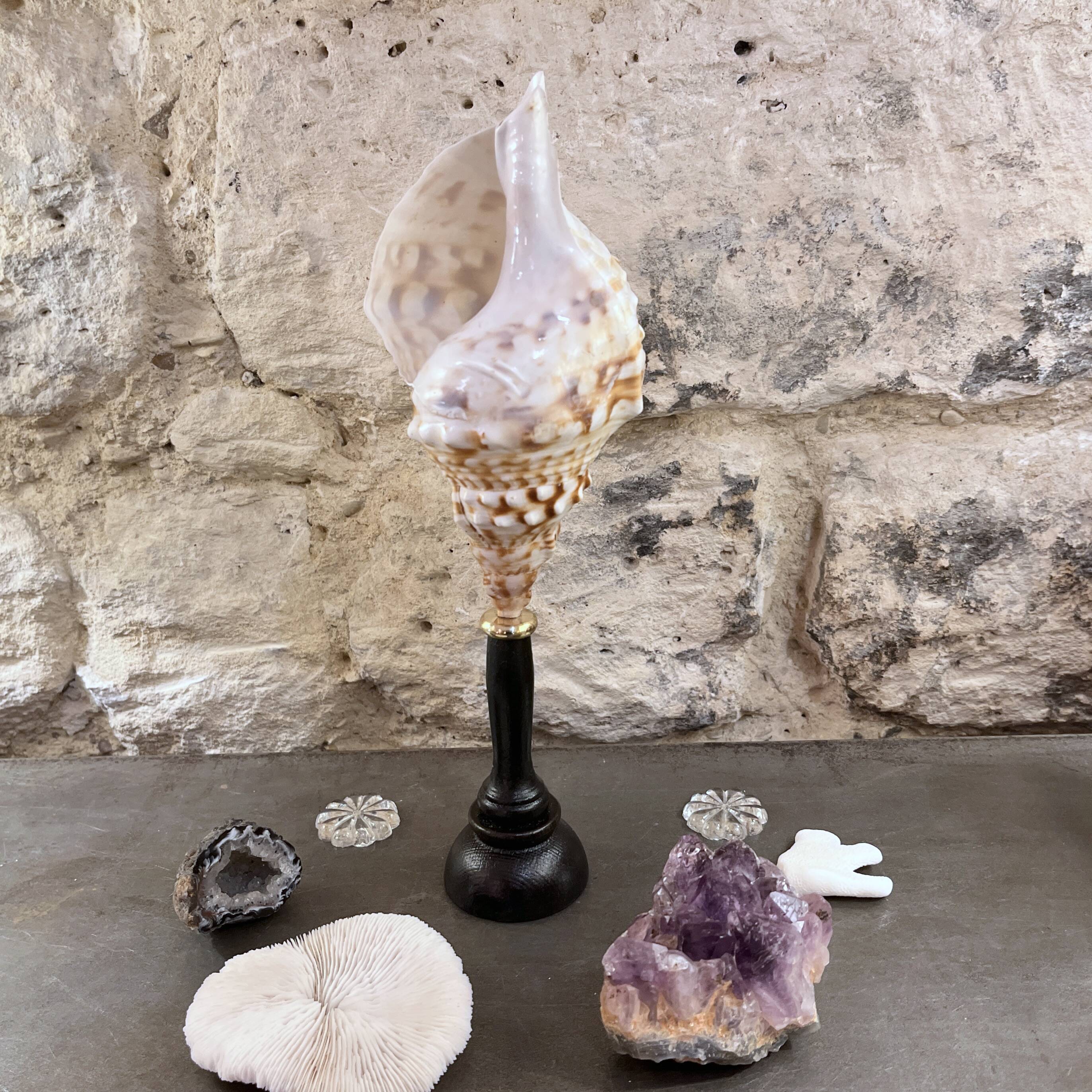 Cabinet of Curiosities: Triton Shell on a wooden base, late 19th century