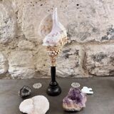 Cabinet of Curiosities: Triton Shell on a wooden base, late 19th century