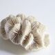White coral, 70s