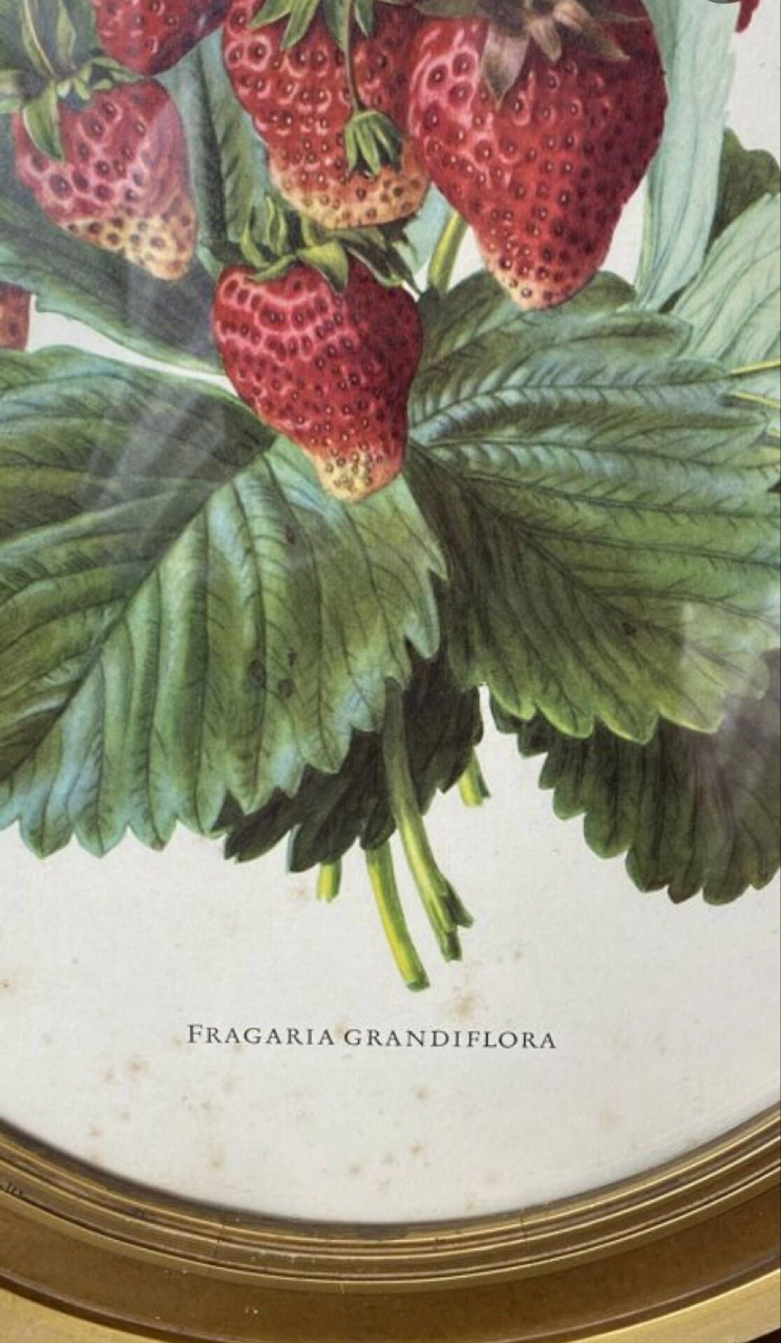 Framed botanical print of Fragaria Grandiflora