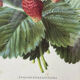 Framed botanical print of Fragaria Grandiflora