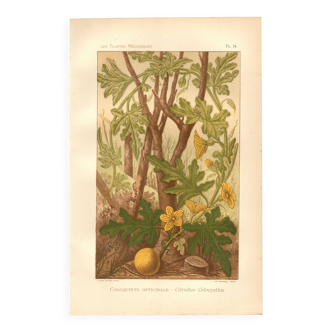 Gravure ancienne 1889 - Coloquinte par Lefevre - Illustration botanique