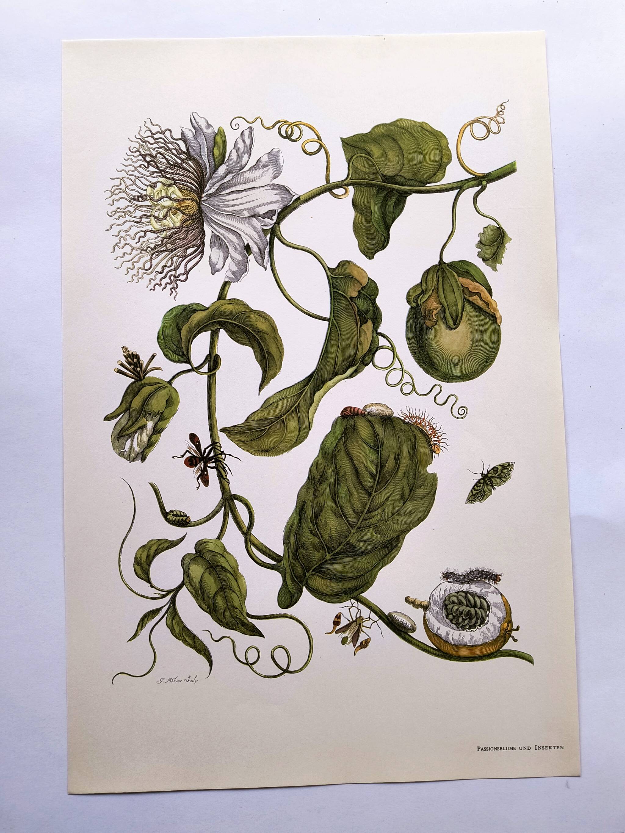 Vintage illustration. Passion flower by Merian - botanical plate