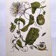 Vintage illustration. Passion flower by Merian - botanical plate
