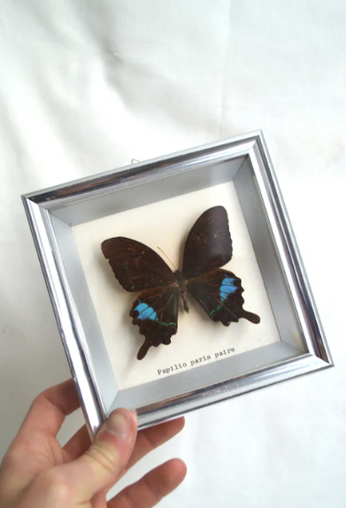 Papilio Paris Pairs butterfly frame