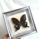 Papilio Paris Pairs butterfly frame