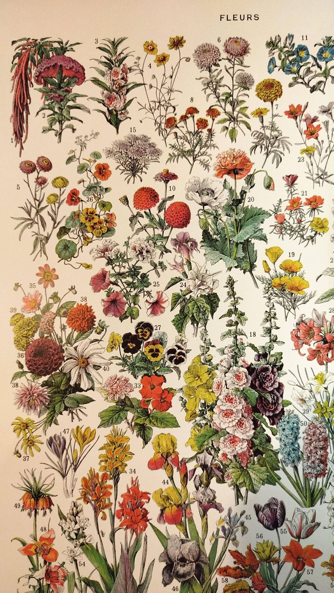 Affiche sur les fleurs "amarante", d'après une lithographie de 1928