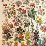 Poster of "amaranth" flowers, based on a 1928 lithograph