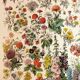 Affiche sur les fleurs "amarante", d'après une lithographie de 1928