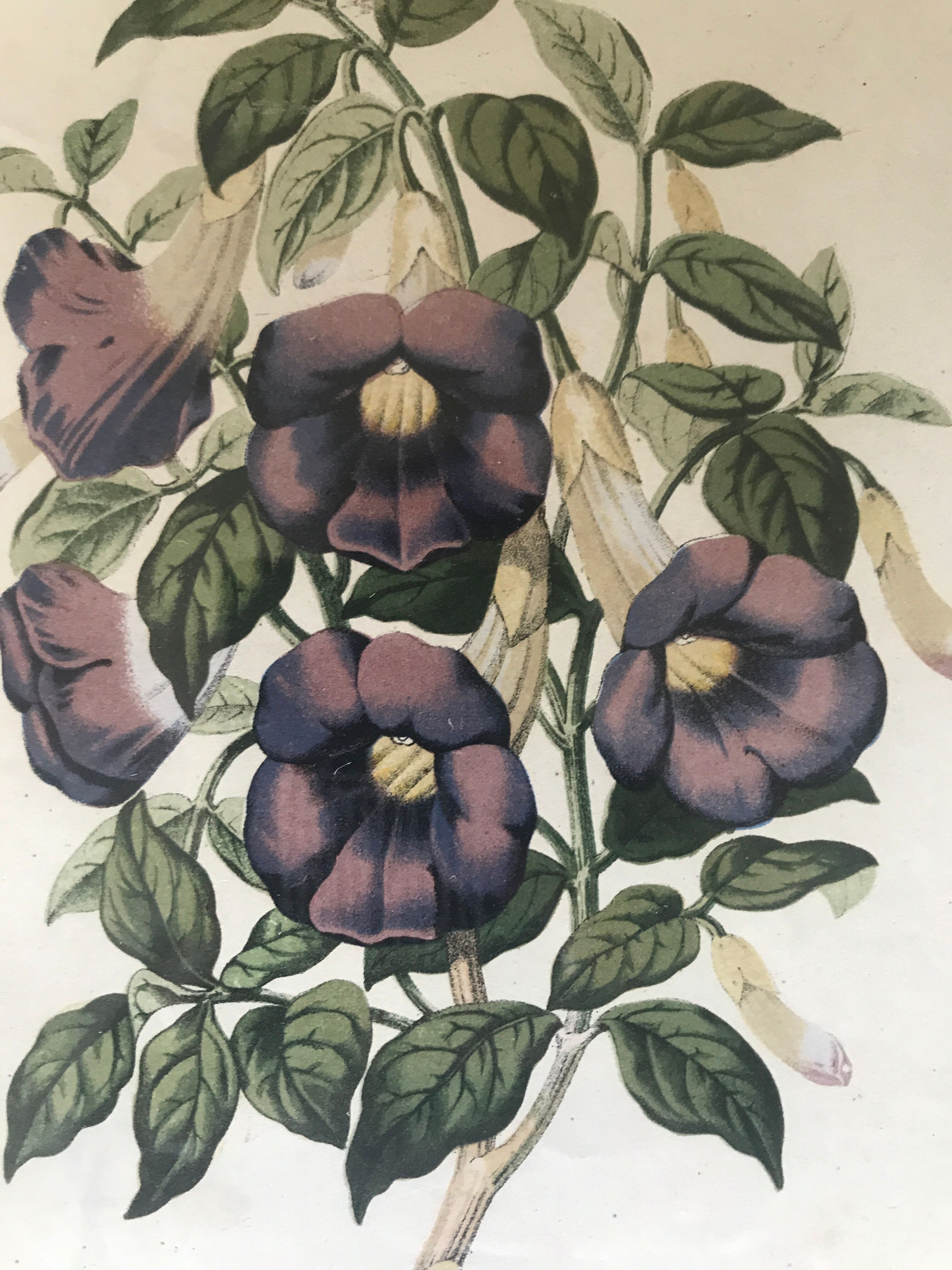 Framed ancient botanical board