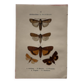 Naturalist engraving Butterfly 19th-century original botanical poster 1800