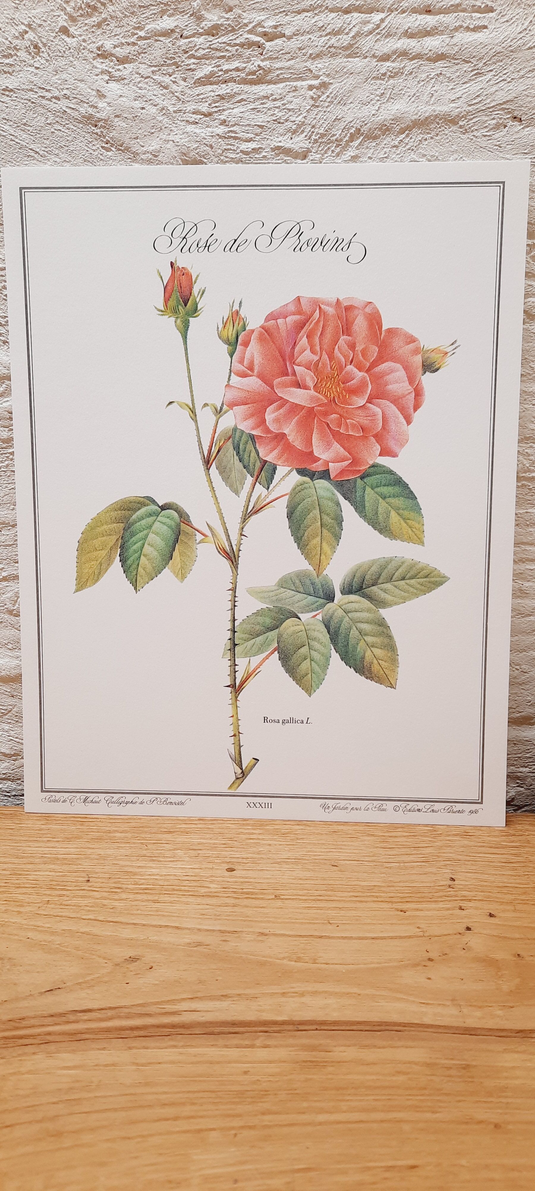 Botanical plate Rose de Provins
