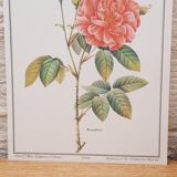 Botanical plate Rose de Provins
