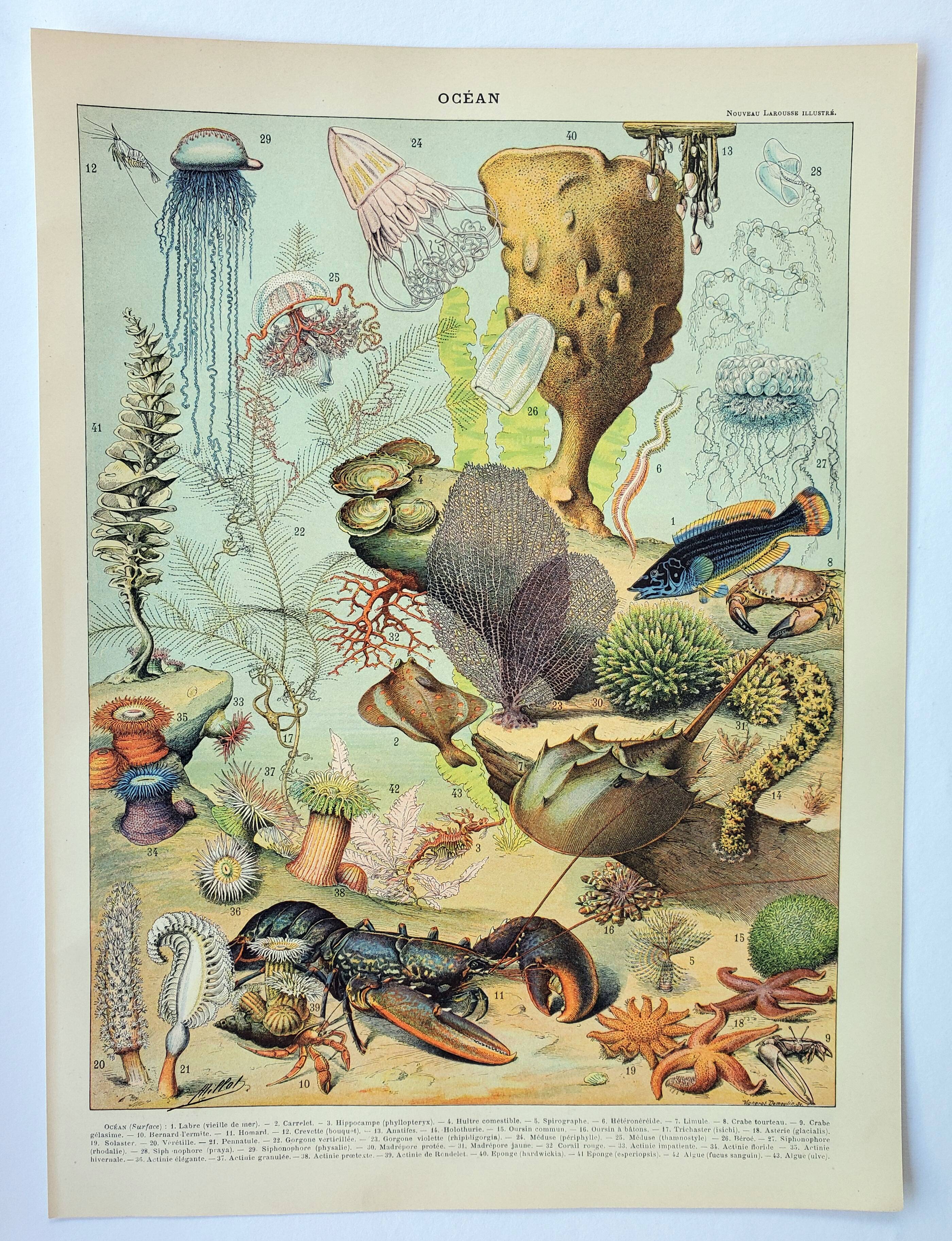 Old engraving 1898, Ocean (fauna and flora), fish • Lithograph, Original plate
