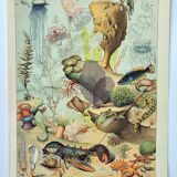Gravure ancienne 1898, Océan (faune et flore), poisson • Lithographie, Planche originale