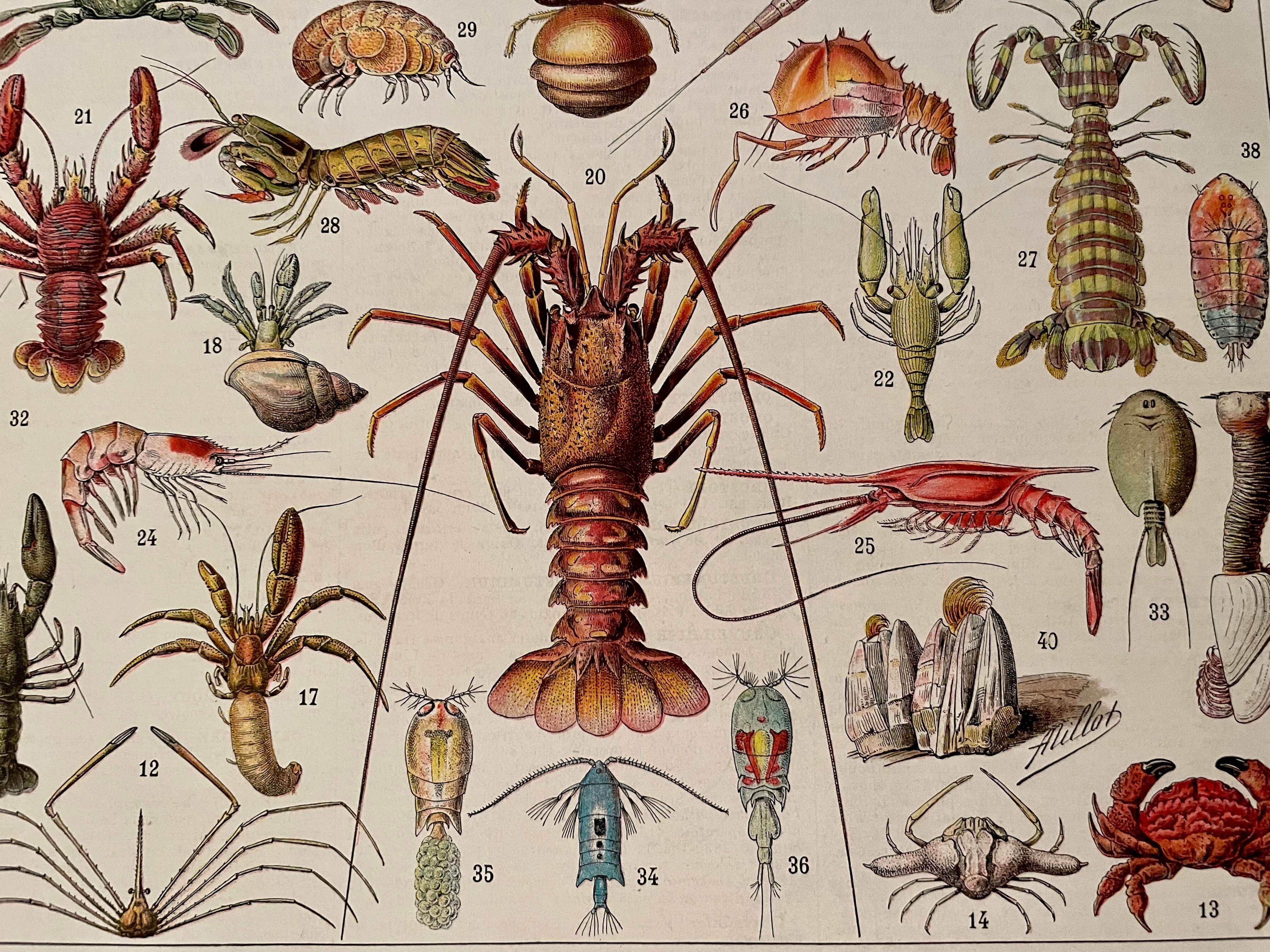 Lithograph on crustaceans - 1930