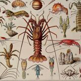 Lithograph on crustaceans - 1930