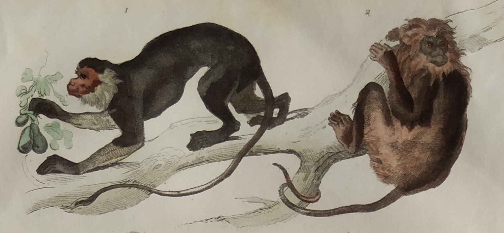 Planche zoologique originale " Doue - Alouate - Ouarine - &c... " Buffon 1836