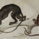Planche zoologique originale " Doue - Alouate - Ouarine - &c... " Buffon 1836