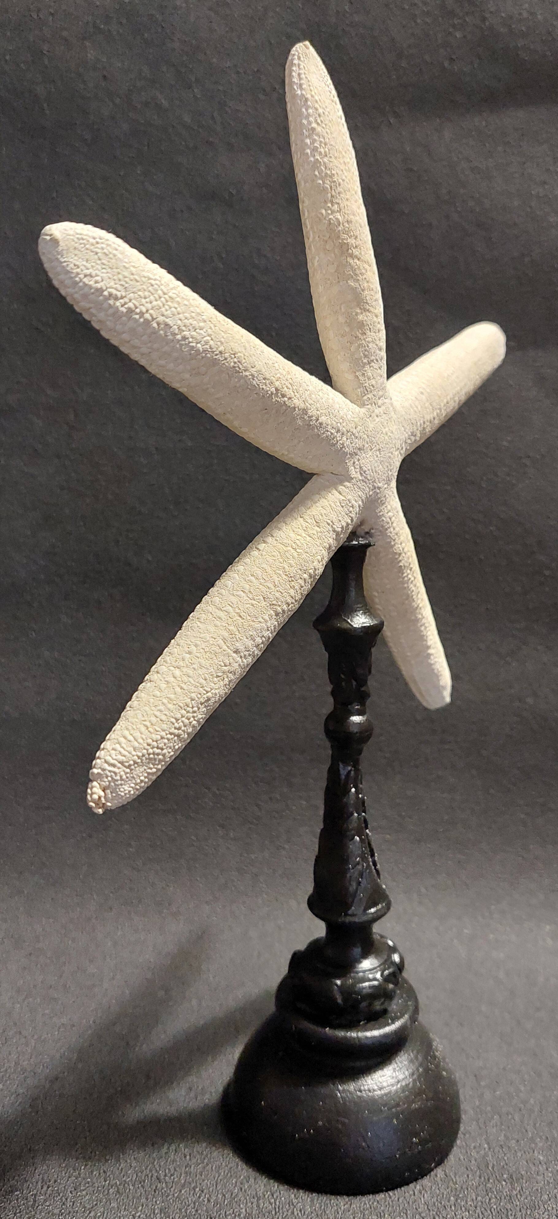 Cabinet of Curiosities white starfish Linckia laevigata on a base