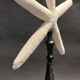 Cabinet of Curiosities white starfish Linckia laevigata on a base