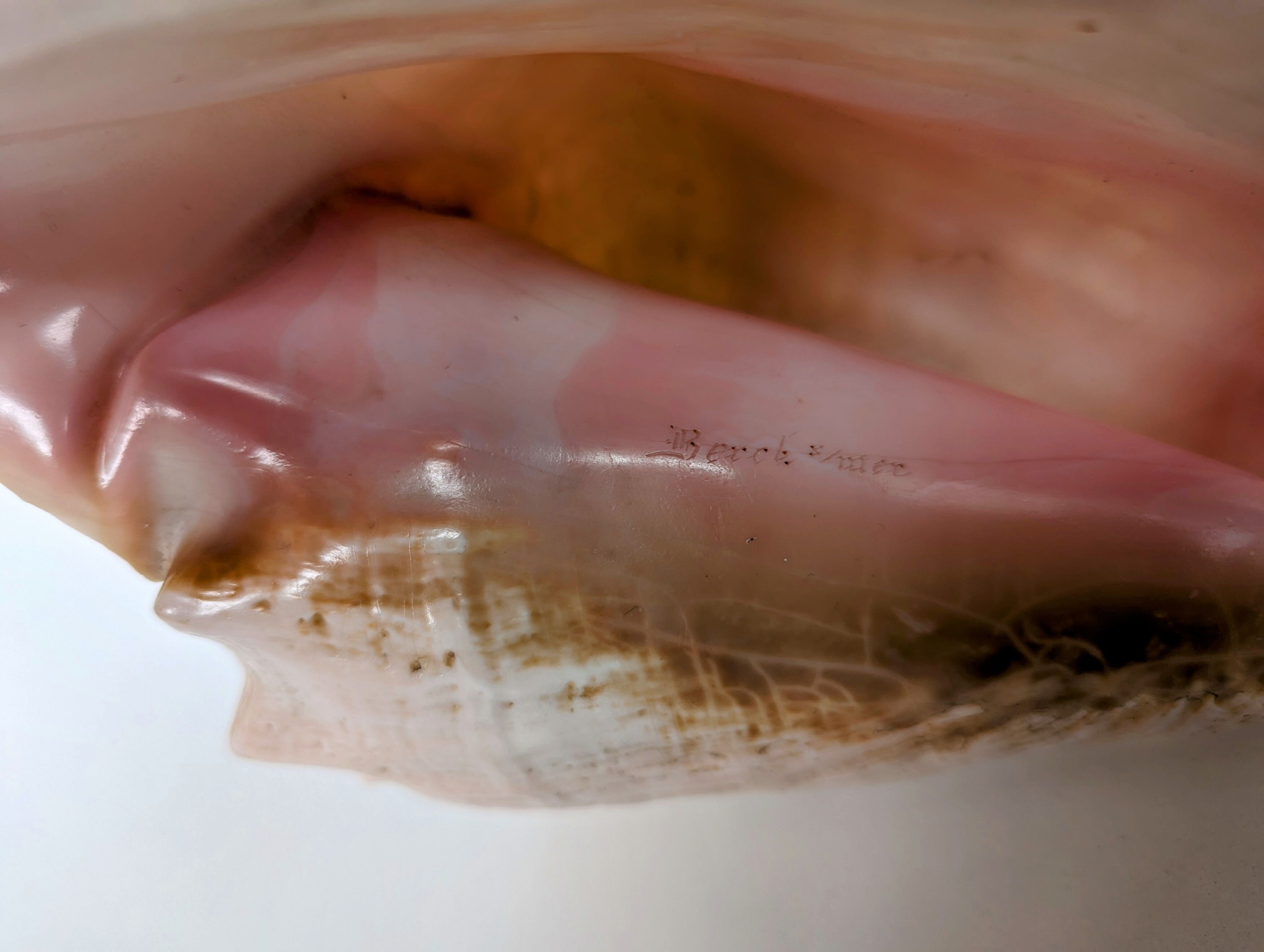 Pink shell, conch, stombus gigas, pink conch