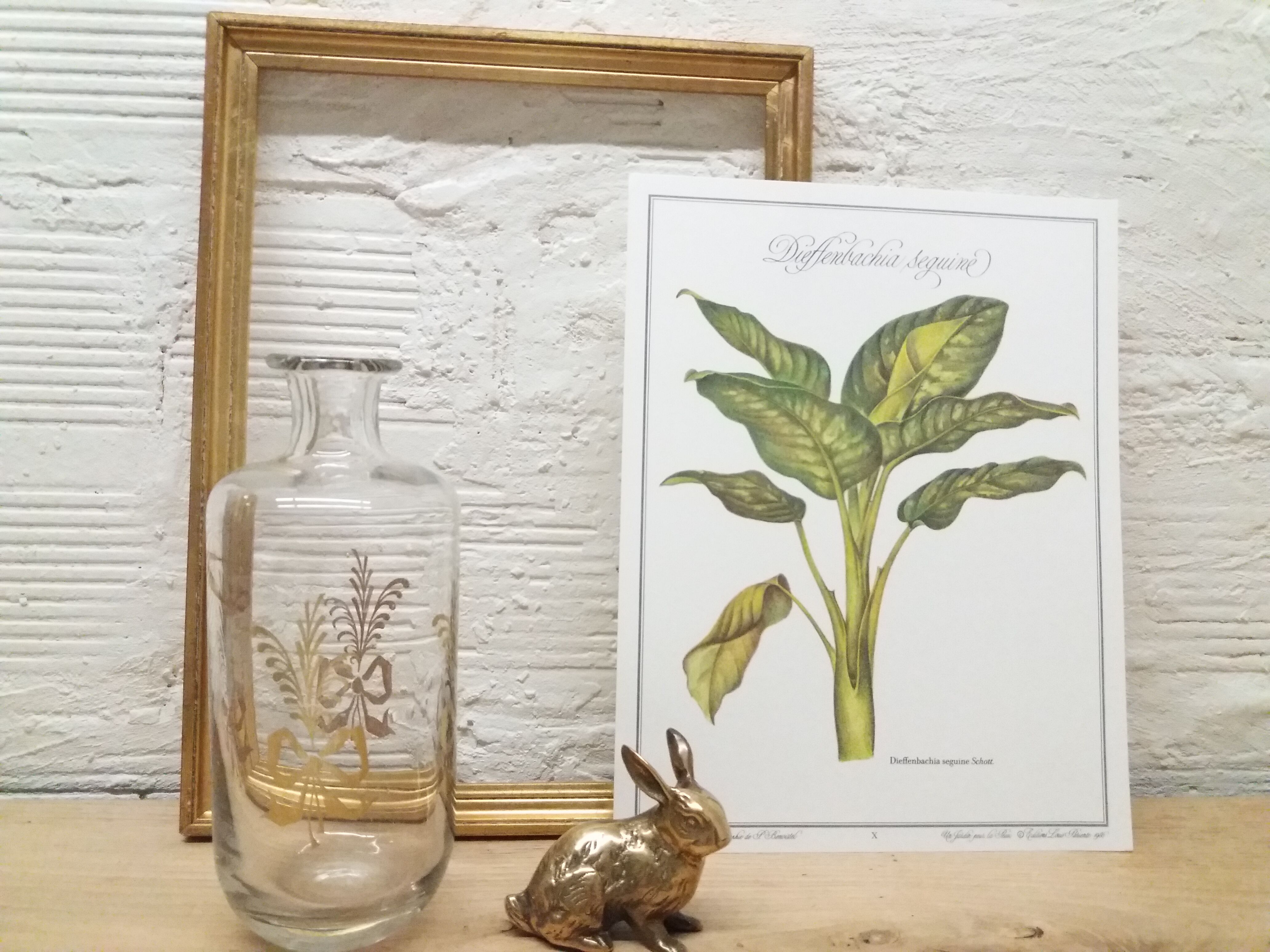 Dieffenbachia Seguine botanical board