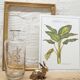 Dieffenbachia Seguine botanical board