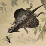 Original zoological plate of 1839 " Dragon & seps "