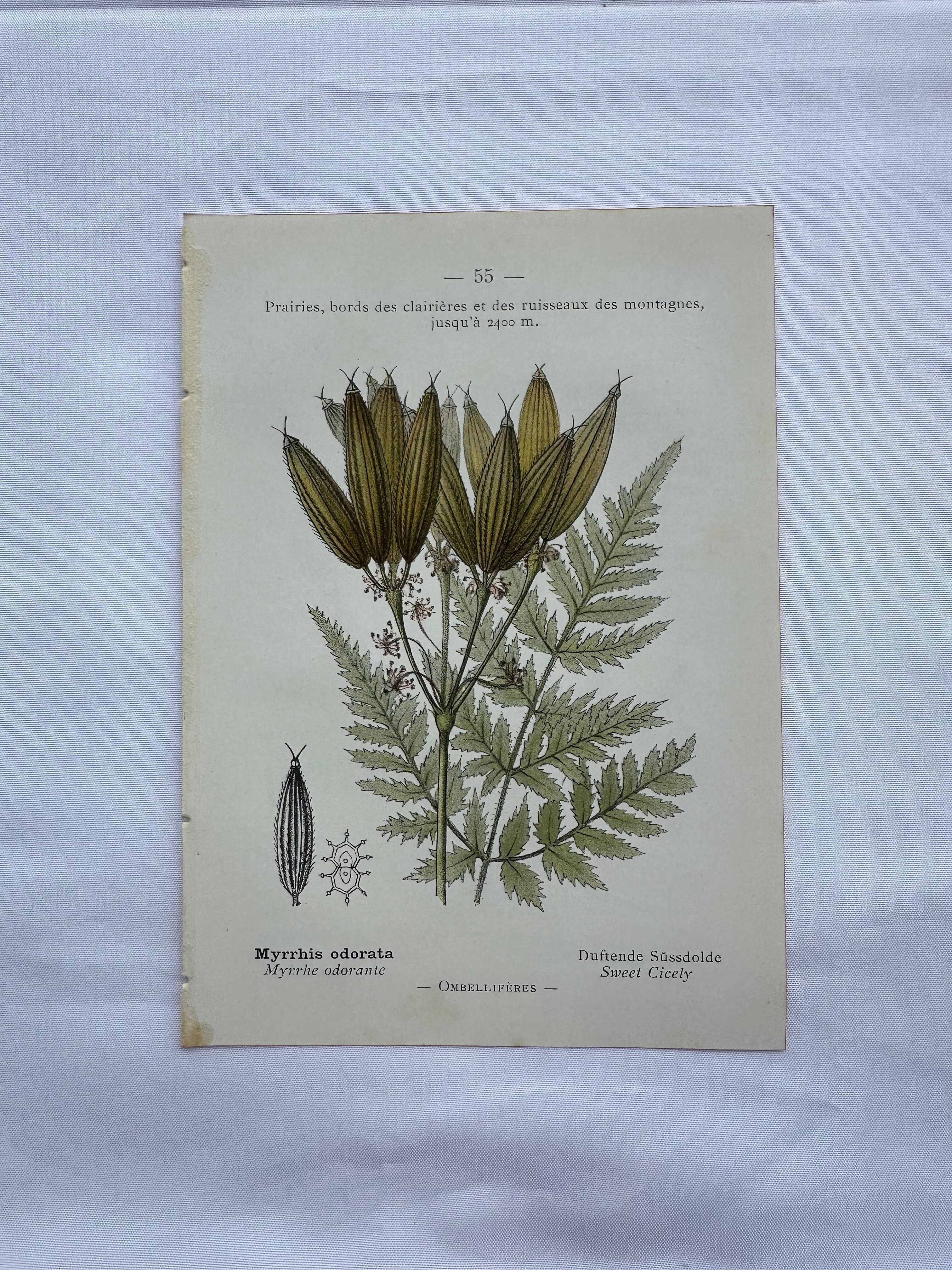 Naturalist plate lithograph old flowers